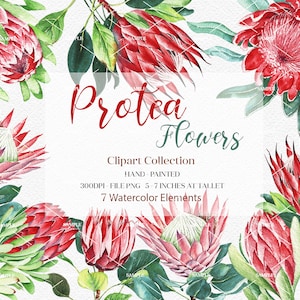 Watercolor Protea Flower Clipart,Protea Flower Elements,Protea Flower Invitation,King Protea,Wedding Protea Flower,Pink Protea | WCPRF_04