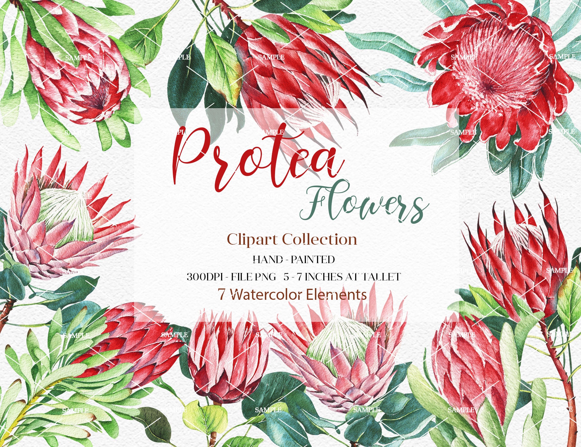 Watercolor Protea Flower Clipartprotea Flower Elementsprotea | Etsy