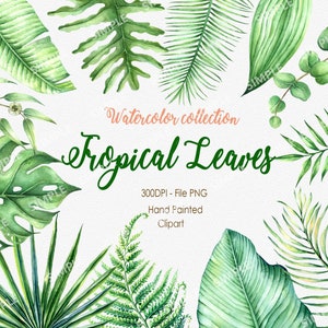 Tropical Leaf Clipart, Tropical Leaves Clipart, Monstera palm leaf Banana tree leaves Watercolor Tropical Clipart floral elements| WCCBTB_01