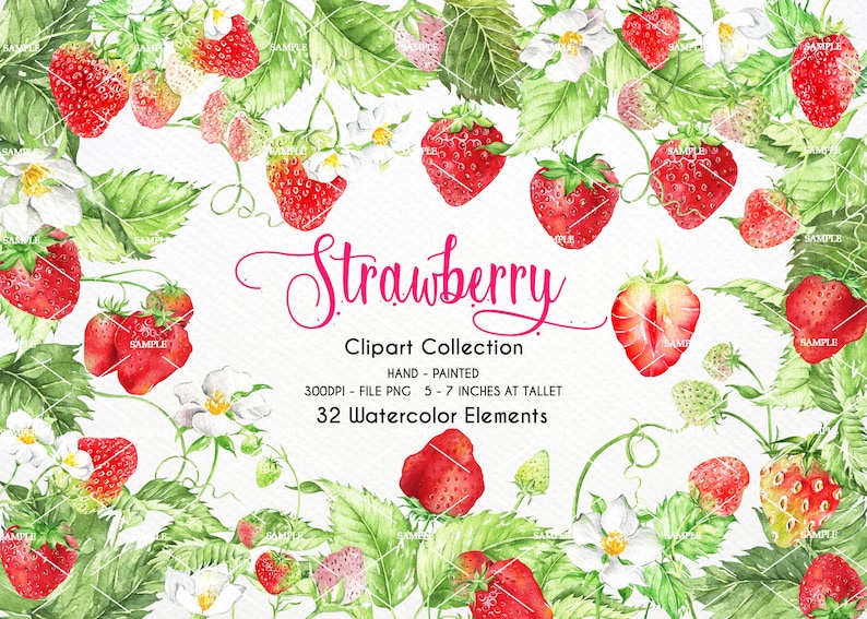 Pode incluir: Uma cole&ccedil;&atilde;o de clipart de aquarela de 32 elementos de morango, com morangos vermelhos com folhas verdes e flores brancas. Os morangos s&atilde;o pintados &agrave; m&atilde;o e v&ecirc;m em uma variedade de tamanhos e posi&ccedil;&otilde;es. O texto "Strawberry Clipart Collection" est&aacute; escrito em it&aacute;lico rosa.