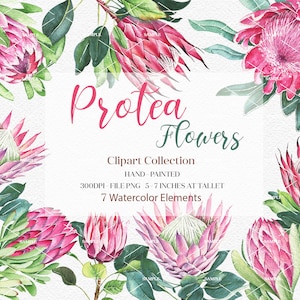 Watercolor Protea Flower Clipart,Protea Flower Elements,Protea Flower Invitation,King Protea,Wedding Protea Flower,Pink Protea | WCPRF_02