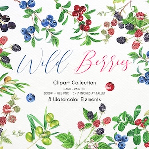 Watercolor Blackberry clipart,Blue Berries,blueberry,olive blueberry branch,blueberries,blueberry,olive oil,Blackberry clipart | WCOL_04