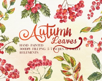 Watercolor Autumn Clipart, Watercolor Clipart, Fall Clipart, Autumn Clipart, Berries, Autumn leaves, Rowanberry watercolor clipart | WCAL_02