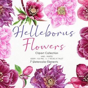 Watercolor Helleborus Flower Clipart,Helleborus Flower,Helleborus Flower Wedding,Helleborus Flower invitation, Flower Hand painted | WCHE_01