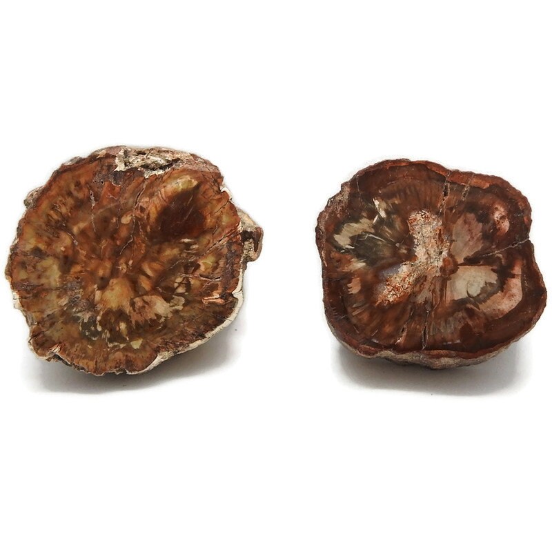 Tranche de Bois Pétrifié ou Fossile Couleur Brun