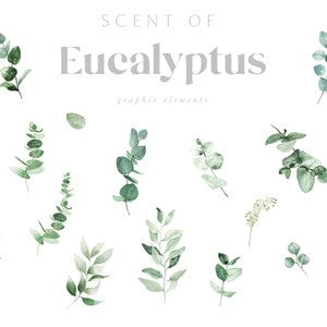 Watercolor Eucalyptus Clipart, Baby Blue Eucalyptus, Greenery Clipart ...