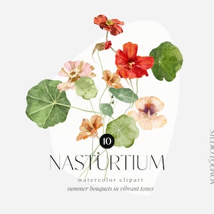 Watercolor Nasturtium Bouquets Clipart, Summer Floral Bouquet, Summer Flowers, Botanical Clipart, Watercolor Blush Dahlia, Garden Flowers