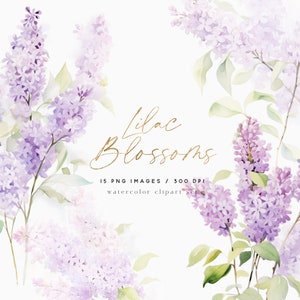 Clipart lilla dell'acquerello, fiore lilla viola, clipart floreale, fiori primaverili, clipart acquerello, clipart lilla, adesivi, clipart matrimonio