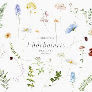 Clipart floral sauvage, aquarelle printemps/été fleurs, fleurs sauvages et plantes, éléments floraux aquarelle, éléments floraux botaniques