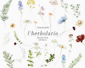Watercolor Wild Floral Clipart, Spring Summer Flowers (PNG)