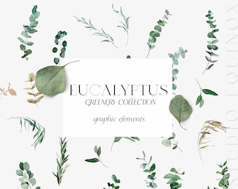 May include: A collection of watercolor illustrations of eucalyptus leaves and branches. The illustrations are in shades of green and brown. The text "Eucalyptus Greenery Collection graphic elements" is written in black on a white background.