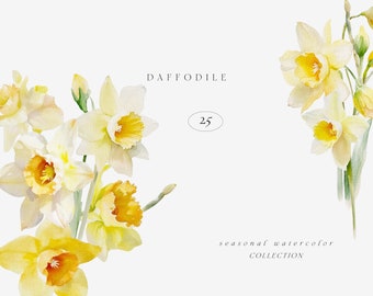 Daffodil Watercolor Clipart, Watercolor Floral Clipart, Daffodil Clipart, Spring Clipart, Daffodil Bouquets, Daffodil Wreath, Daffodil Frame
