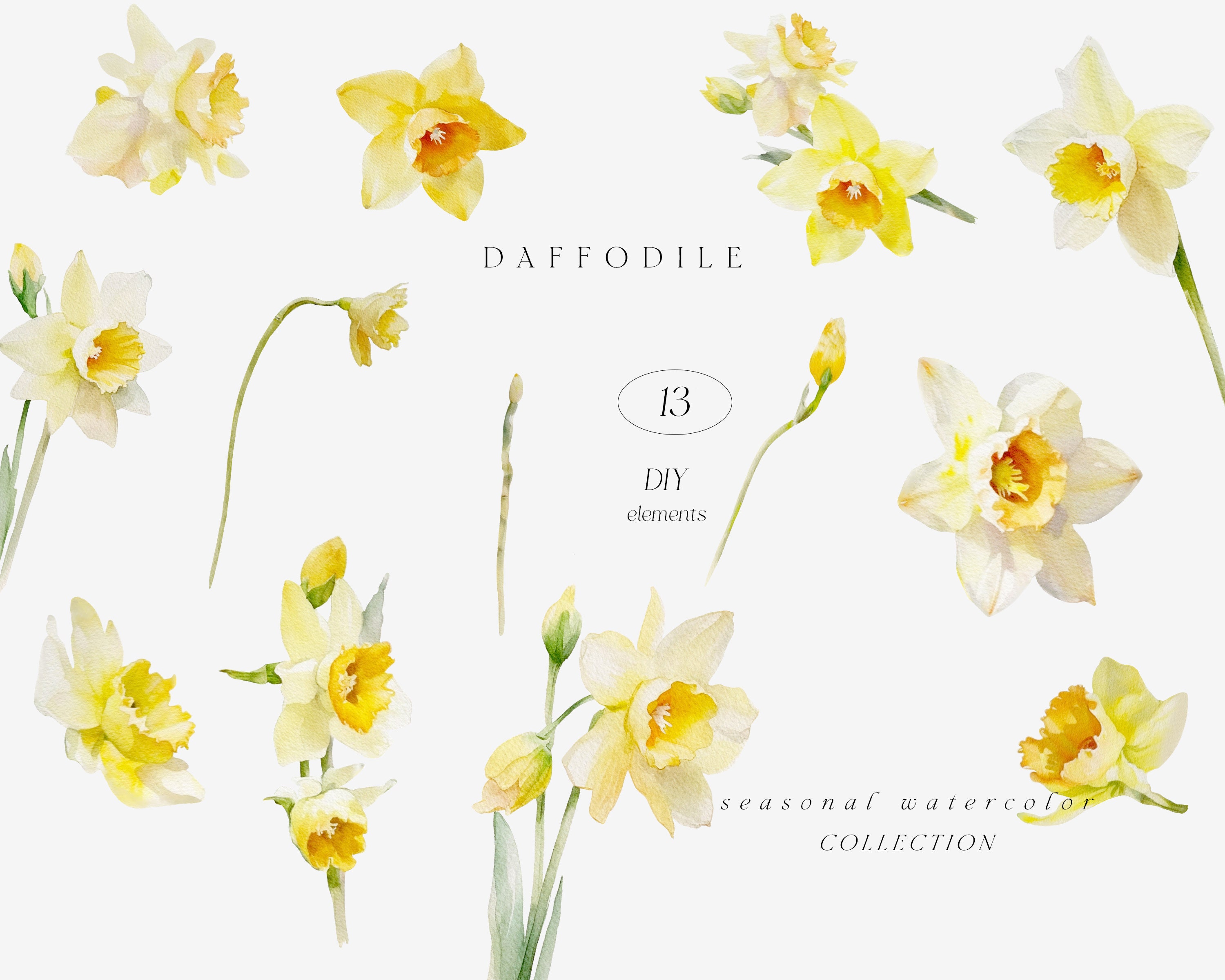 Daffodil Watercolor Clipart Watercolor Floral Clipart Etsy Uk