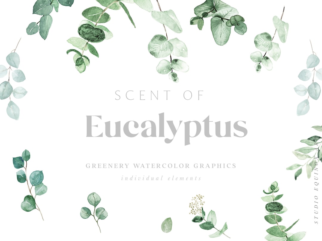 Watercolor Eucalyptus Clipart, Baby Blue Eucalyptus, Greenery Clipart ...