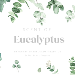 Watercolor Eucalyptus Clipart, Baby Blue Eucalyptus, Greenery Clipart, Individual Elements, Eucalyptus Clipart, Watercolor Greenery Wreath