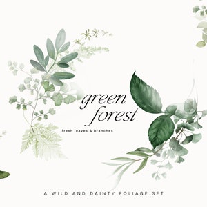 Clipart fogliame verde - Clipart verde - Clipart eucalipto - Acquerello eucalipto - Verde acquerello - Verde - Foglie verdi