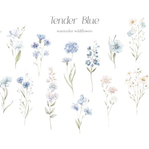 May include: Watercolor illustration of various blue wildflowers, including cornflowers and daisies, on a white background. The text "Tender Blue watercolor wildflowers" is at the top. The flowers have delicate details and soft colors.