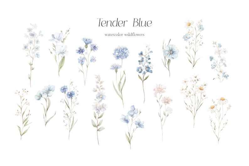 May include: Watercolor illustration of various blue wildflowers, including cornflowers and daisies, on a white background. The text "Tender Blue watercolor wildflowers" is at the top. The flowers have delicate details and soft colors.