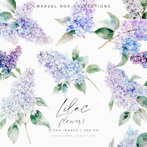 Clipart floral lilas aquarelle, lilas violet, lilas blanc, fleurs de printemps, clipart aquarelle, clipart lilas, autocollants, clipart mariage
