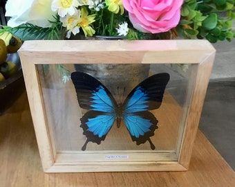 REAL ULYSSES BUTTERFLY Taxidermy Double Glass in Frame/BFD01C