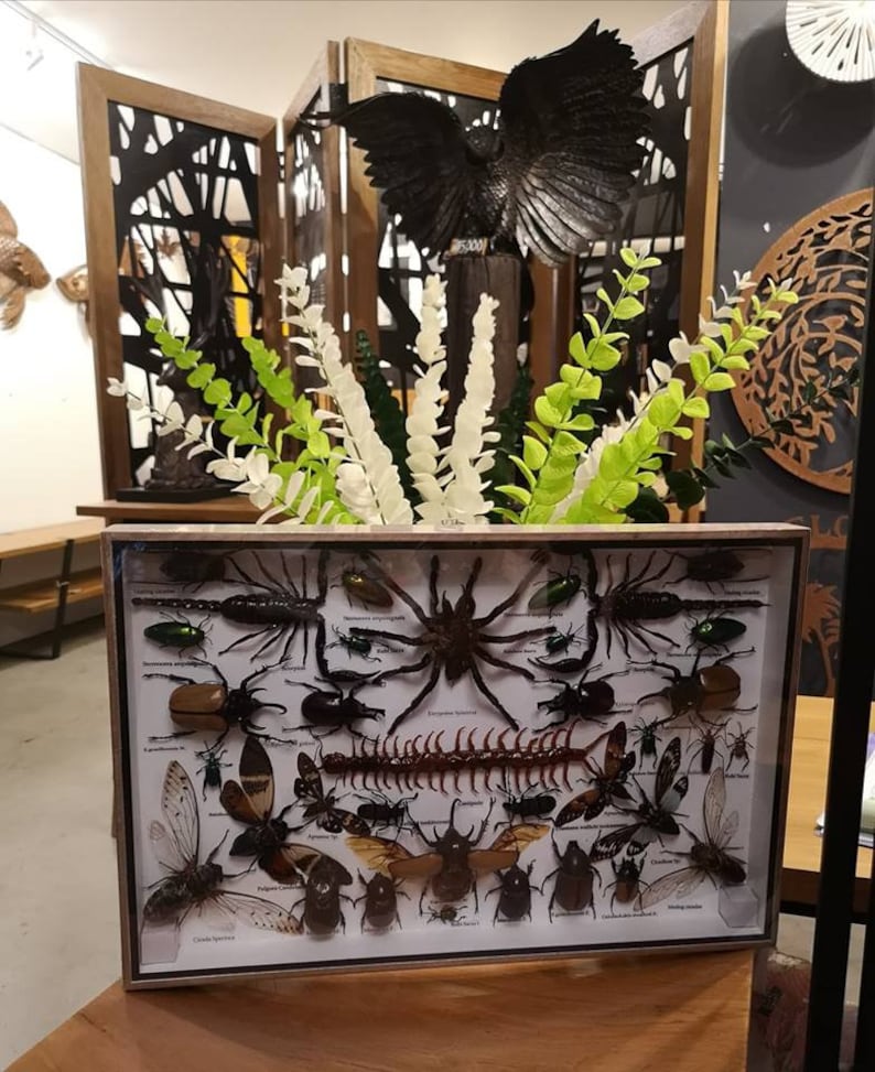 REAL Multiple INSECTS BEETLES Spider Cicada Scorpion Taxidermy Collection in wooden boxbig