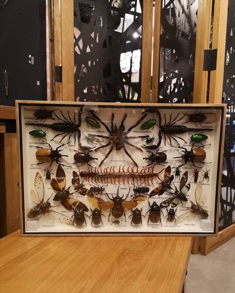 REAL Multiple INSECTS BEETLES Spider Cicada Scorpion Taxidermy Collection in wooden boxbig