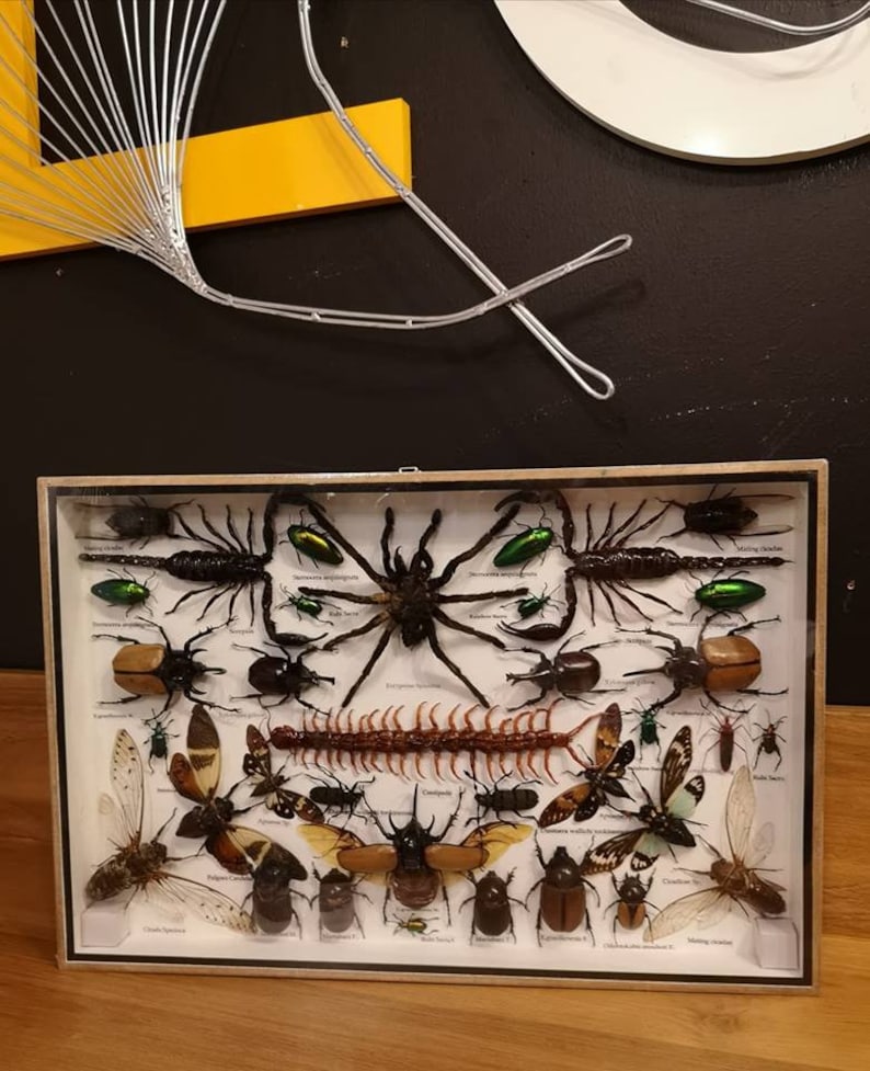REAL Multiple INSECTS BEETLES Spider Cicada Scorpion Taxidermy Collection in wooden boxbig