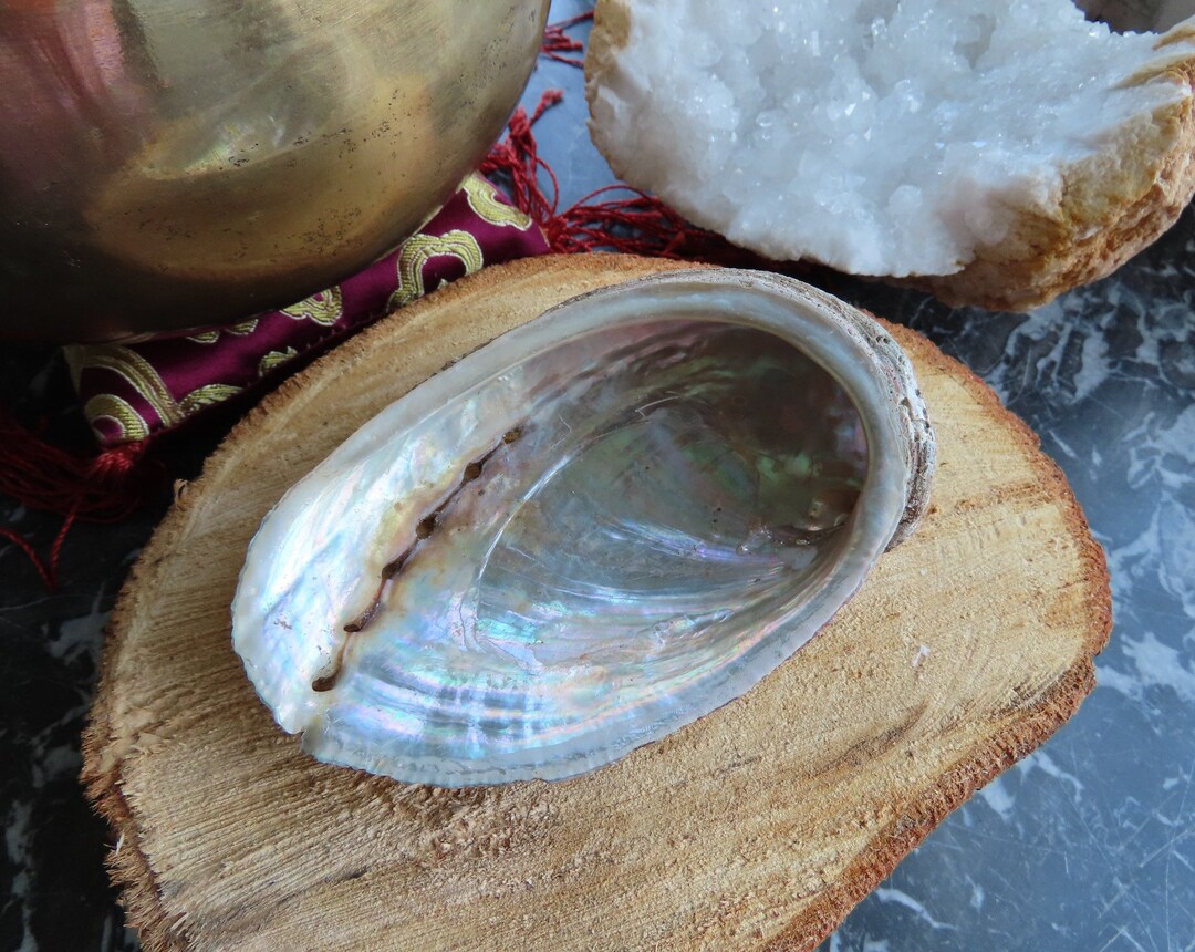 Coquille d'Ormeau sauvage en provenance de Bretagne Etsy France