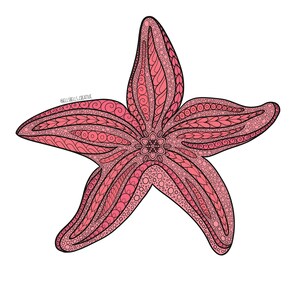 Starfish Illustration