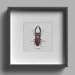 see more listings in the Aquarelle | Insectes section