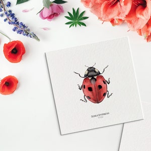 Illustrazione - Carta quadrata insetto - Coccinella - Entomologia - Gabinetto delle curiosità - Coccinella Septempunctata - Riproduzione artistica