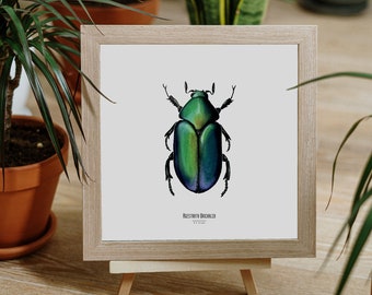 Illustration - Insect square card - Beetle - Entomological poster - Curiosity cabinet - Agestrata Orichalca - Art reproduction