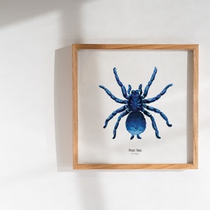 Illustrazione - Carta quadrata degli insetti - Ragno - Aracnologia - Gabinetto delle curiosità - Mygale Tango - Riproduzione artistica
