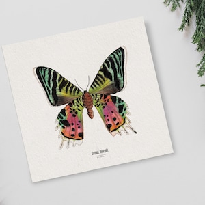Ilustracja - Kwadratowa karta owada - Motyl - Plakat entomologiczny - Gabinet ciekawostek - Uranie Riphéus - Reprodukcja dzieł sztuki