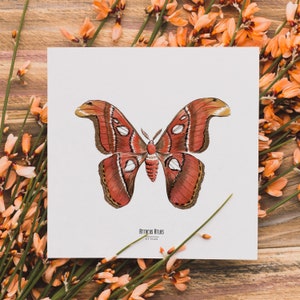 Ilustracja - Kwadratowa karta owadów - Motyl - Plakat entomologiczny - Gabinet ciekawostek - Attacus Atlas - Reprodukcja dzieł sztuki