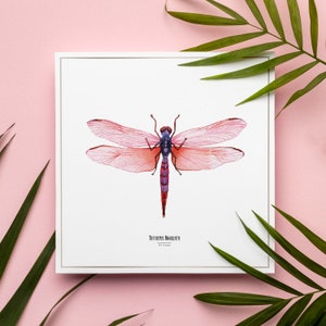 Ilustracja - Kwadratowa karta owadów - Fioletowa ważka - Plakat entomologiczny - Szafka z ciekawostkami - Reprodukcja dzieł sztuki