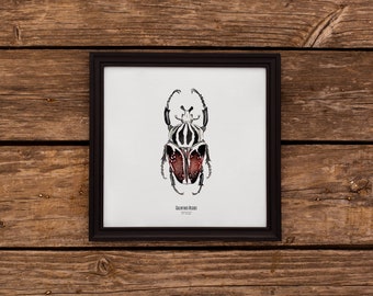 Illustration - Square insect card - Beetle - Entomological poster - Cabinet of curiosities - Goliathus Regius - Art reproduction