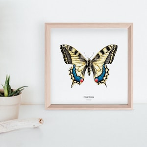 Ilustracja-Owad kwadratowa karta-motyl-plakat entomologiczny-gabinet ciekawostek-Papilio Machaon-reprodukcja sztuki