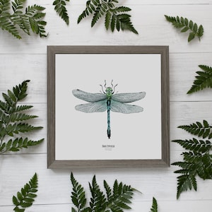 Illustrazione - Carta insetto quadrata - Libellula - Poster entomologico - Gabinetto delle curiosità - Anax Empereur - Riproduzione artistica