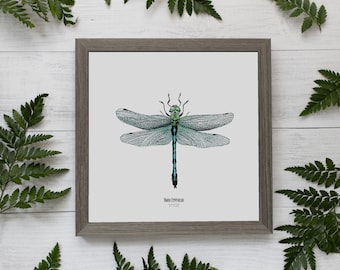 Illustration - Insect square card - Dragonfly - Entomological poster - Cabinet of curiosities - Anax Empereur - Art reproduction