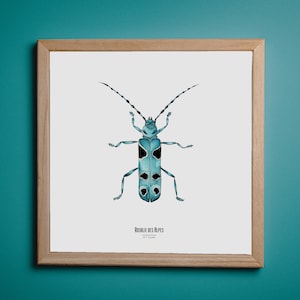 Illustrazione - Carta quadrata insetti - Poster entomologico - Gabinetto delle curiosità - Rosalie des Alpes - Riproduzione artistica