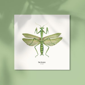 Ilustracja - Karta kwadratowa z owadami - Modliszka - Plakat entomologiczny - Szafka z ciekawostkami - Reprodukcja dzieł sztuki