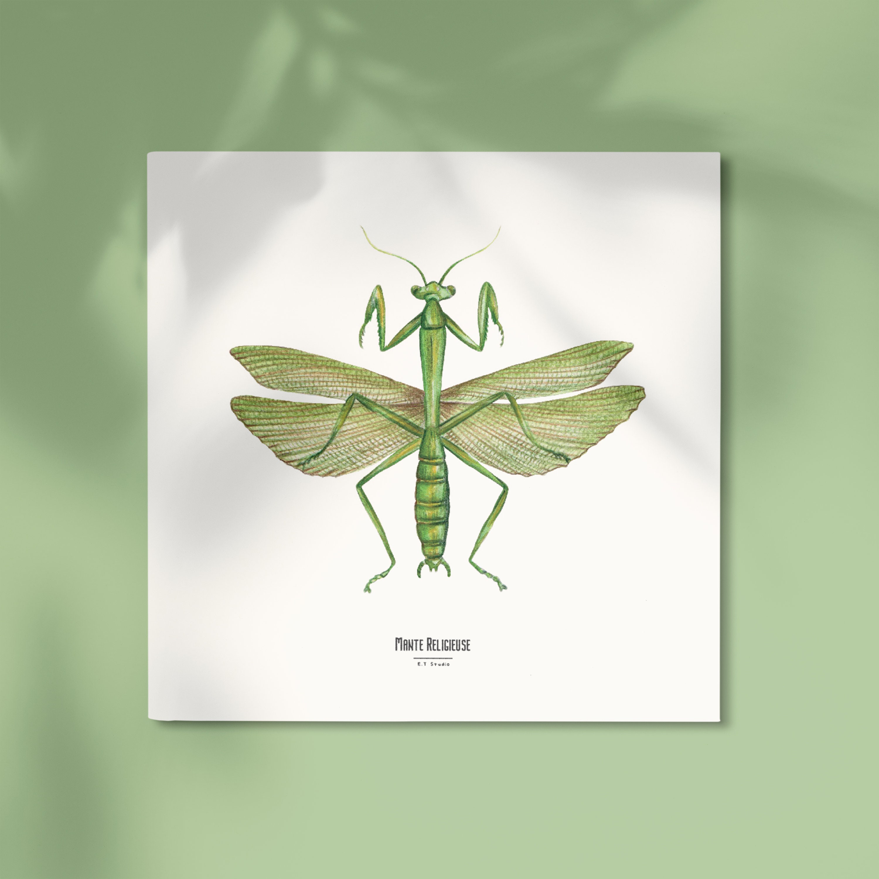 Illustration - Square insect card - Praying mantis - Entomological poster - Cabinet of curiosities - Art reproduction