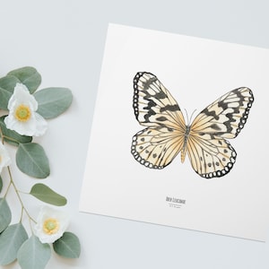 Ilustracja - Kwadratowa karta owada - Motyl - Plakat entomologiczny - Gabinet ciekawostek - Idea Leuconoe - Reprodukcja dzieł sztuki