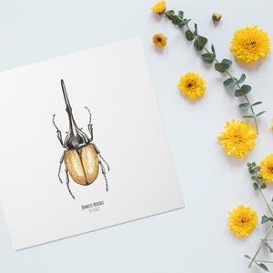 Ilustracja - Kwadratowa karta owada - Chrząszcz - Plakat entomologiczny - Gabinet ciekawostek - Dynastia Herkulesów - Reprodukcja dzieł sztuki