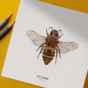 Ilustracja - Kwadratowa karta owadów - Pszczoła - Plakat entomologiczny - Gabinet ciekawostek - Colletes Hederae - Reprodukcja dzieł sztuki