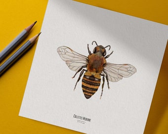 Illustration - Square insect card - Bee - Entomological poster - Cabinet of curiosities - Colletes Hederae - Art reproduction