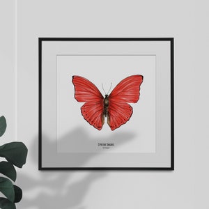 Ilustracja - Owad kwadratowa karta - Motyl - Plakat entomologiczny - Gabinet ciekawostek - Cymothoe Sangaris - Reprodukcja dzieł sztuki
