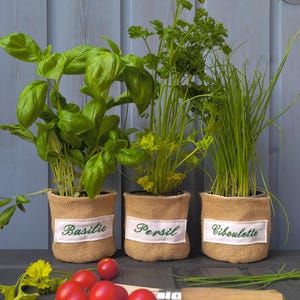 Può includere: Tre erbe in vaso: basilico, prezzemolo e erba cipollina. Ognuna è in un vaso avvolto in tela di iuta con un'etichetta bianca. Il basilico ha grandi foglie verdi, il prezzemolo è di un verde vibrante e l'erba cipollina è alta e sottile. Pomodorini rossi e un coltello su un tagliere di legno.