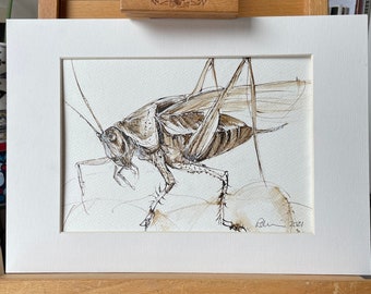 It’s just not cricket - it’s a grasshopper - brown ink  original sketch